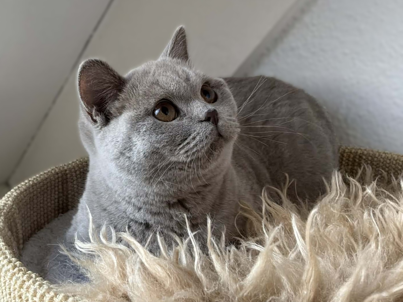 Xarana's Amazing Polly