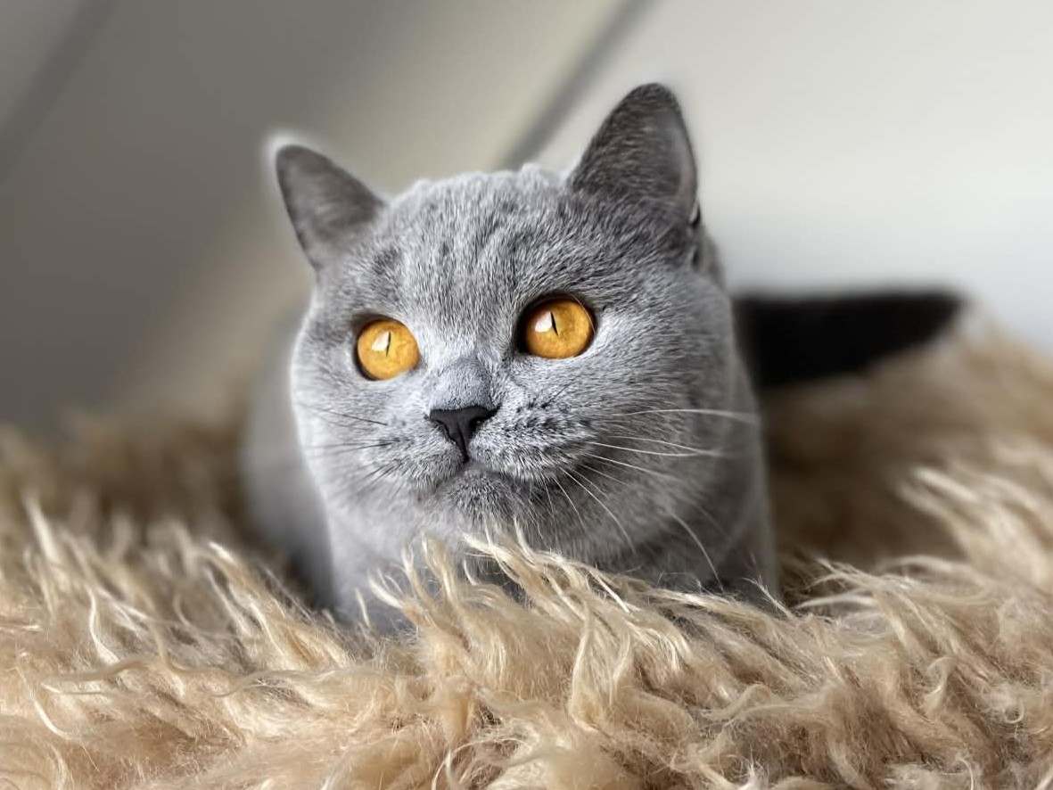 Xarana's Amazing Polly