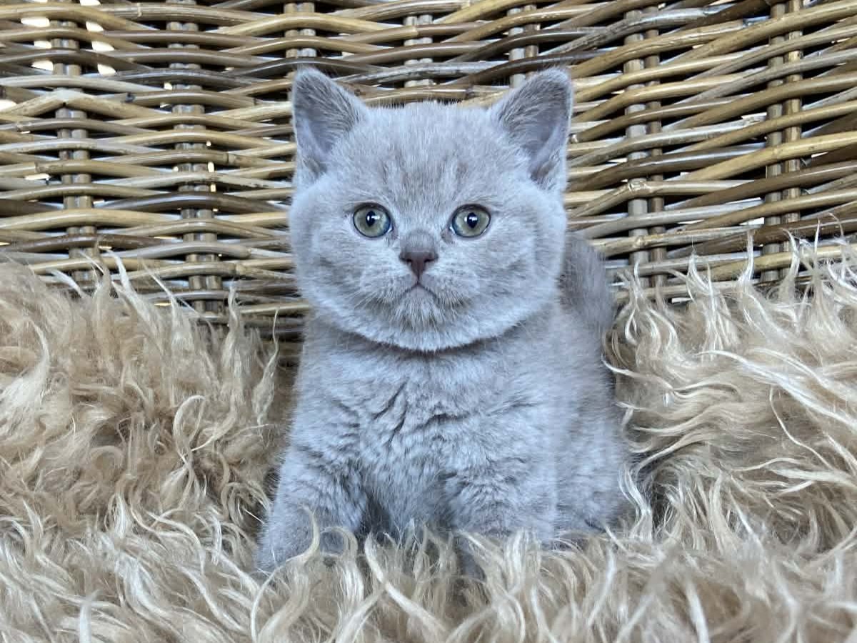 Xarana's Amazing Polly