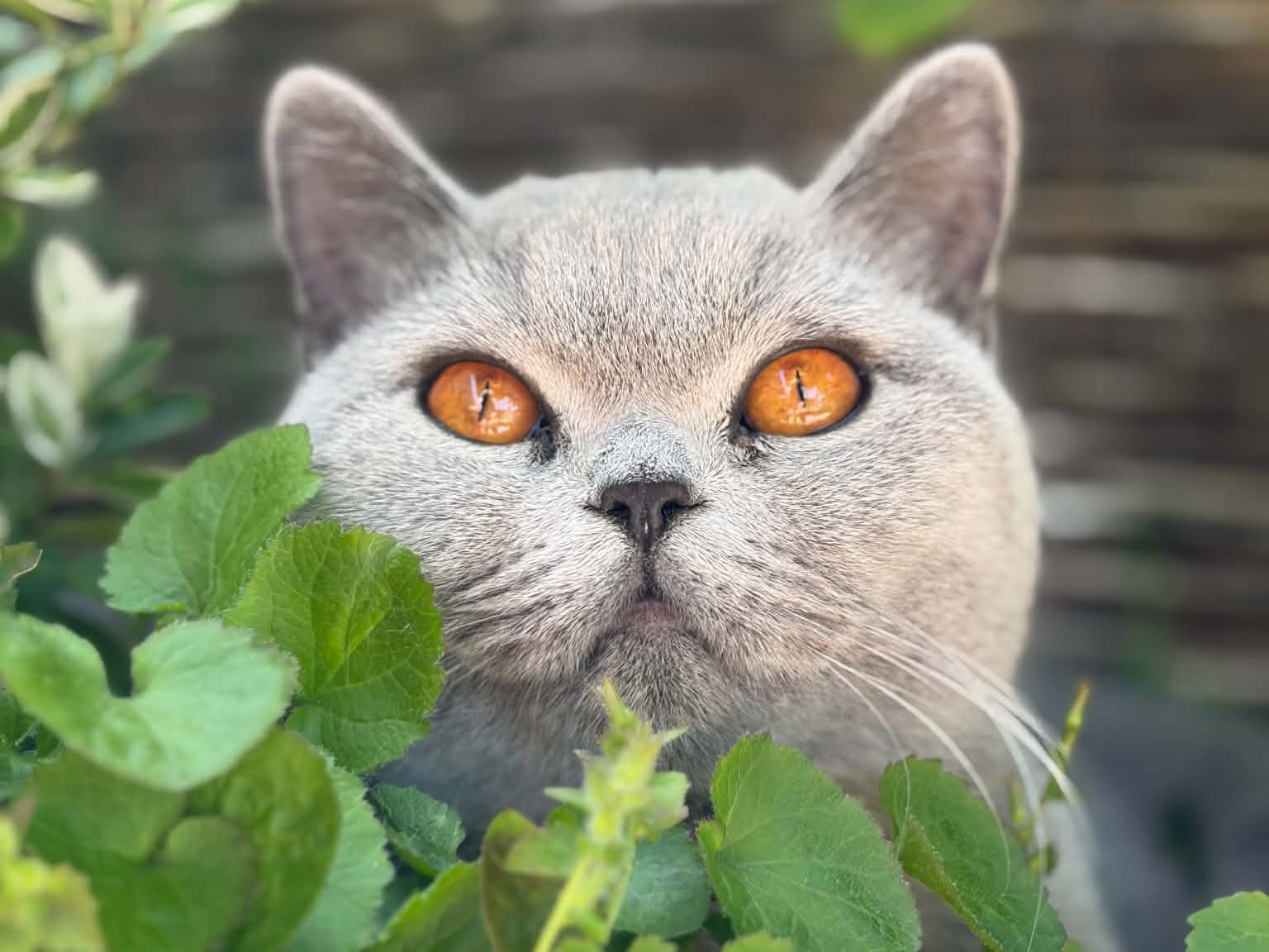 Xarana's Coco